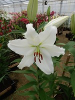 [4271 Bodyguard Mak No02.JPG]